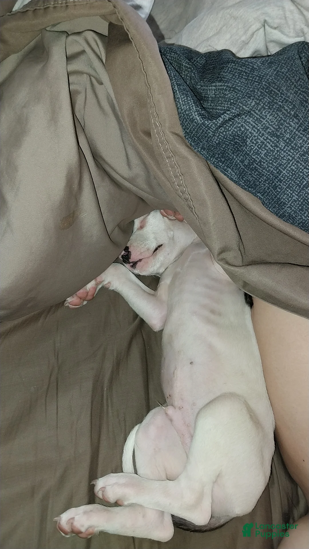 American Pit Bull Terrier dogs for sale: American Pit Bull Terrier 2 - Ad 2