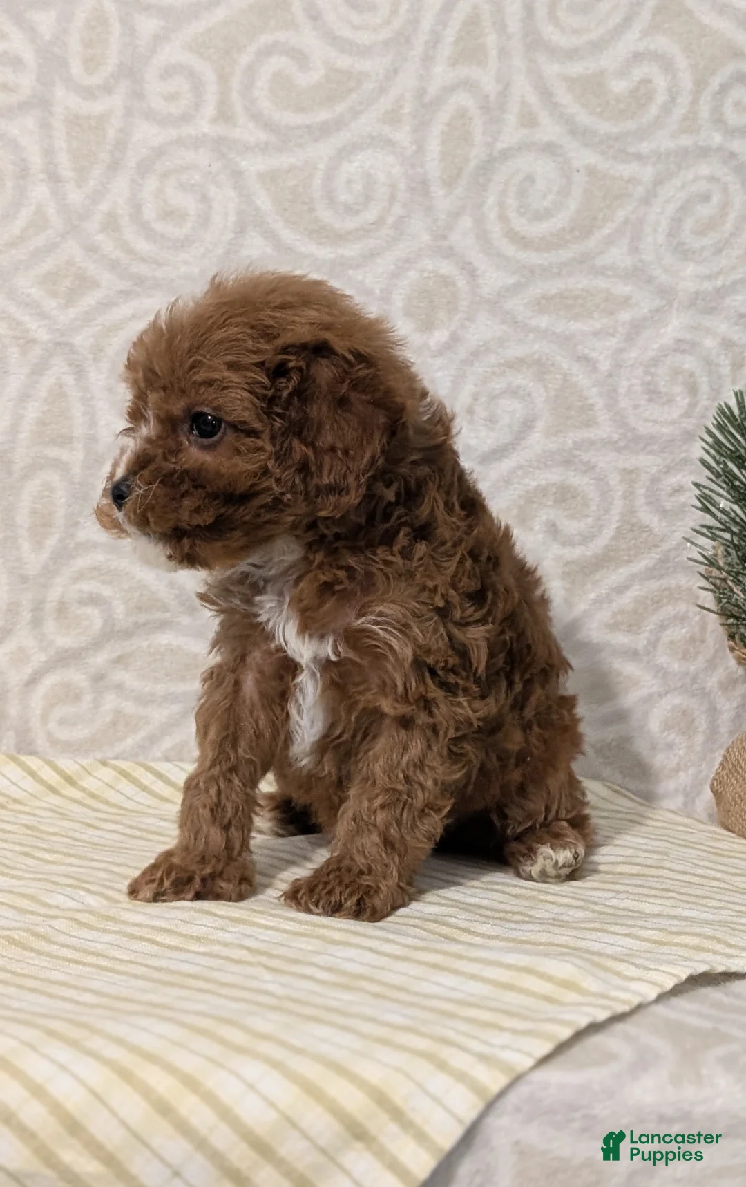 Cavapoo dogs for sale: Chase - Ad 2