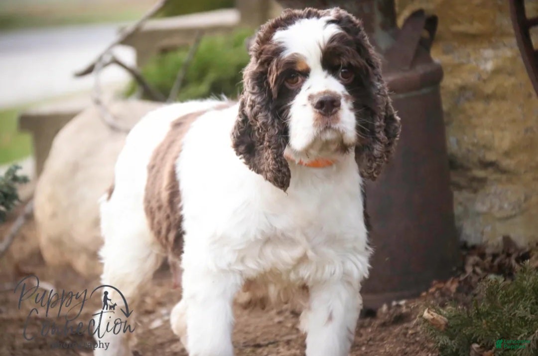 Cocker Spaniel dogs for sale: Badger - Ad 10