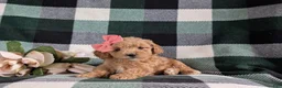 Bichpoo dogs for sale: Roxanna 9 lbs Full Grown - Ad 5