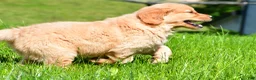 Golden Retriever dogs for sale: Sammy - Ad 4