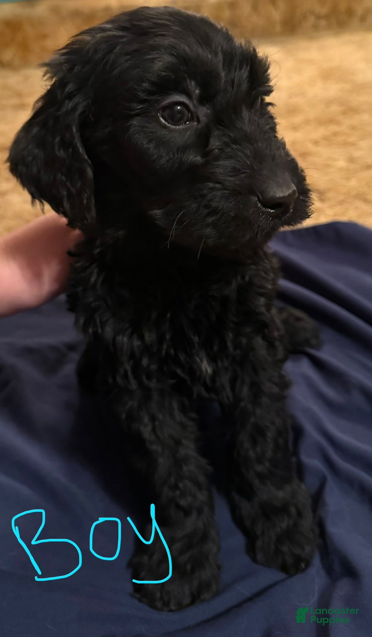 Goldendoodle dogs Goldendoodle 6 - Ad 26