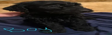 Goldendoodle 6