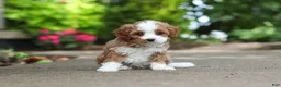 Cavapoo dogs for sale: Dolly - Ad 4