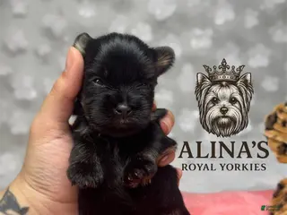 Yorkshire Terrier dogs for sale: Yorkshire Terrier Puppy 4 - Ad 1