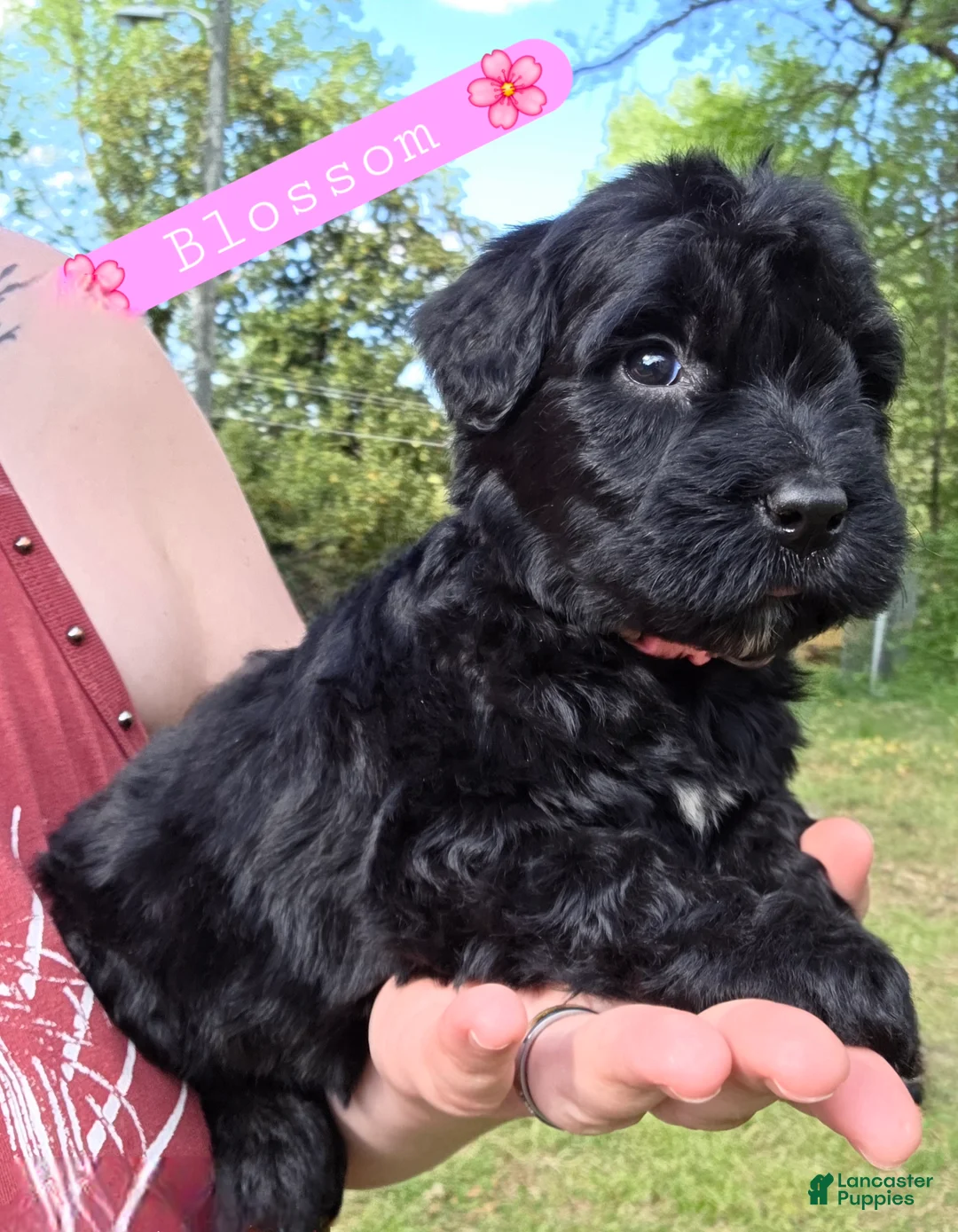 Giant Schnauzer dogs for sale: Giant Schnauzer Blossom - Ad 1
