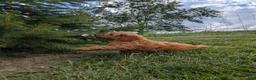 Mini Goldendoodle dogs for sale: Leo - Ad 4