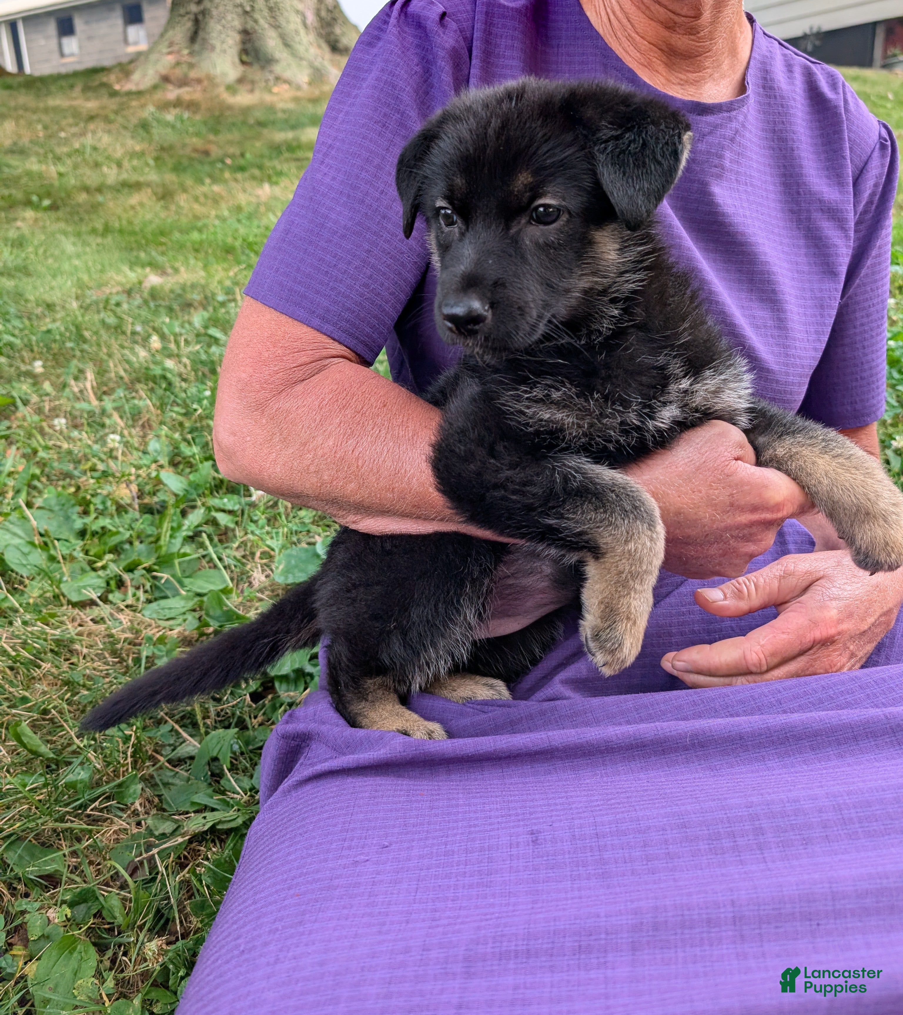 German Shepherd dogs Mandi  - Ad 1