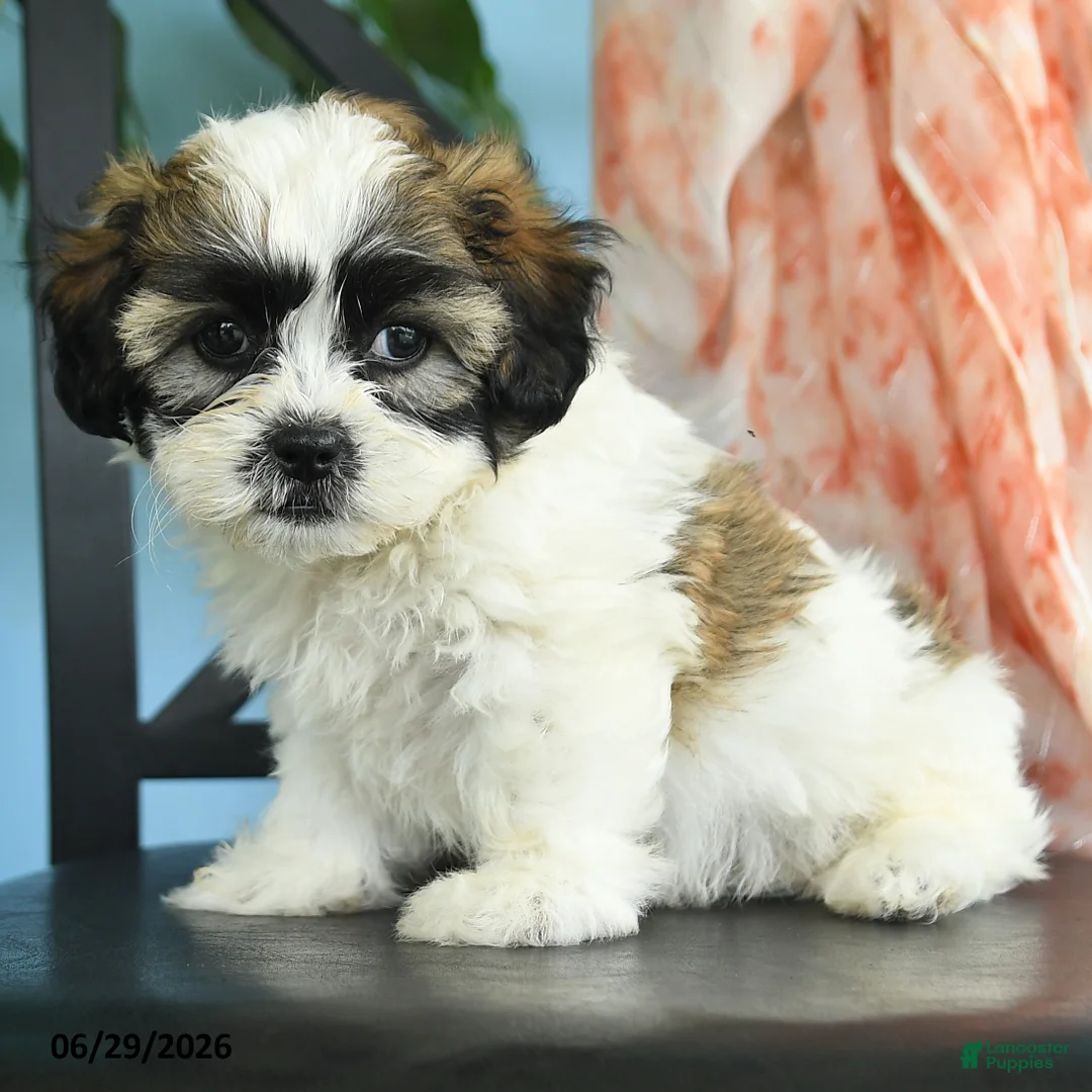 Teddy Bear dogs for sale: Tulip - Ad 2