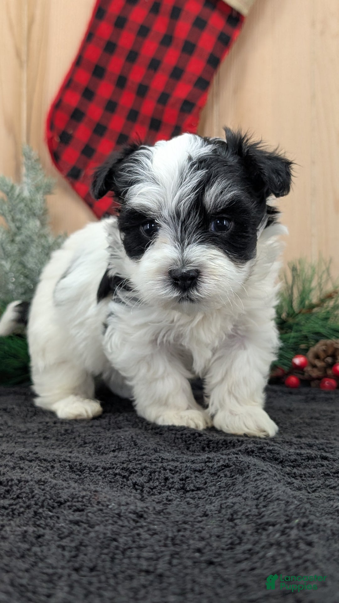 Havanese dogs for sale: Ziggy  - Ad 4
