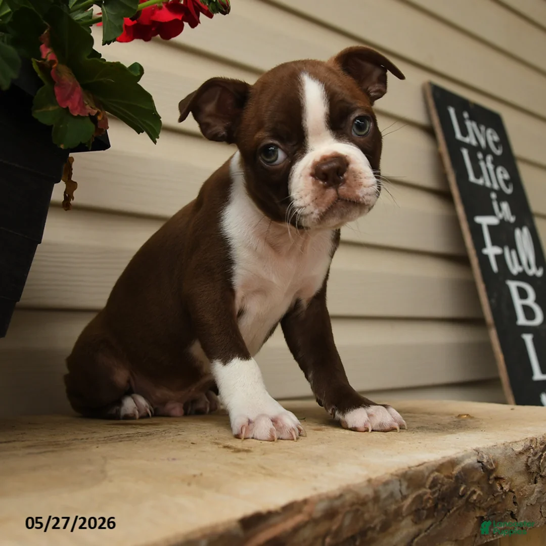 Boston Terrier dogs for sale: Murphy - Ad 2