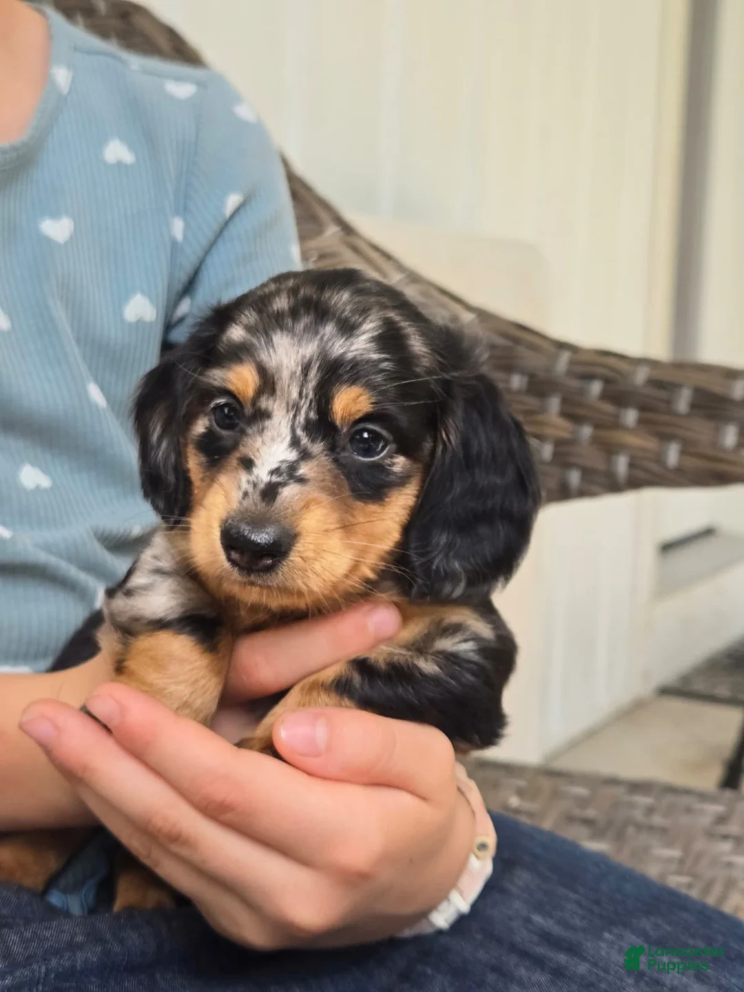 Miniature Dachshund dogs for sale: Hazel  - Ad 1