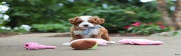 Cavapoo dogs for sale: Hudson - Ad 3