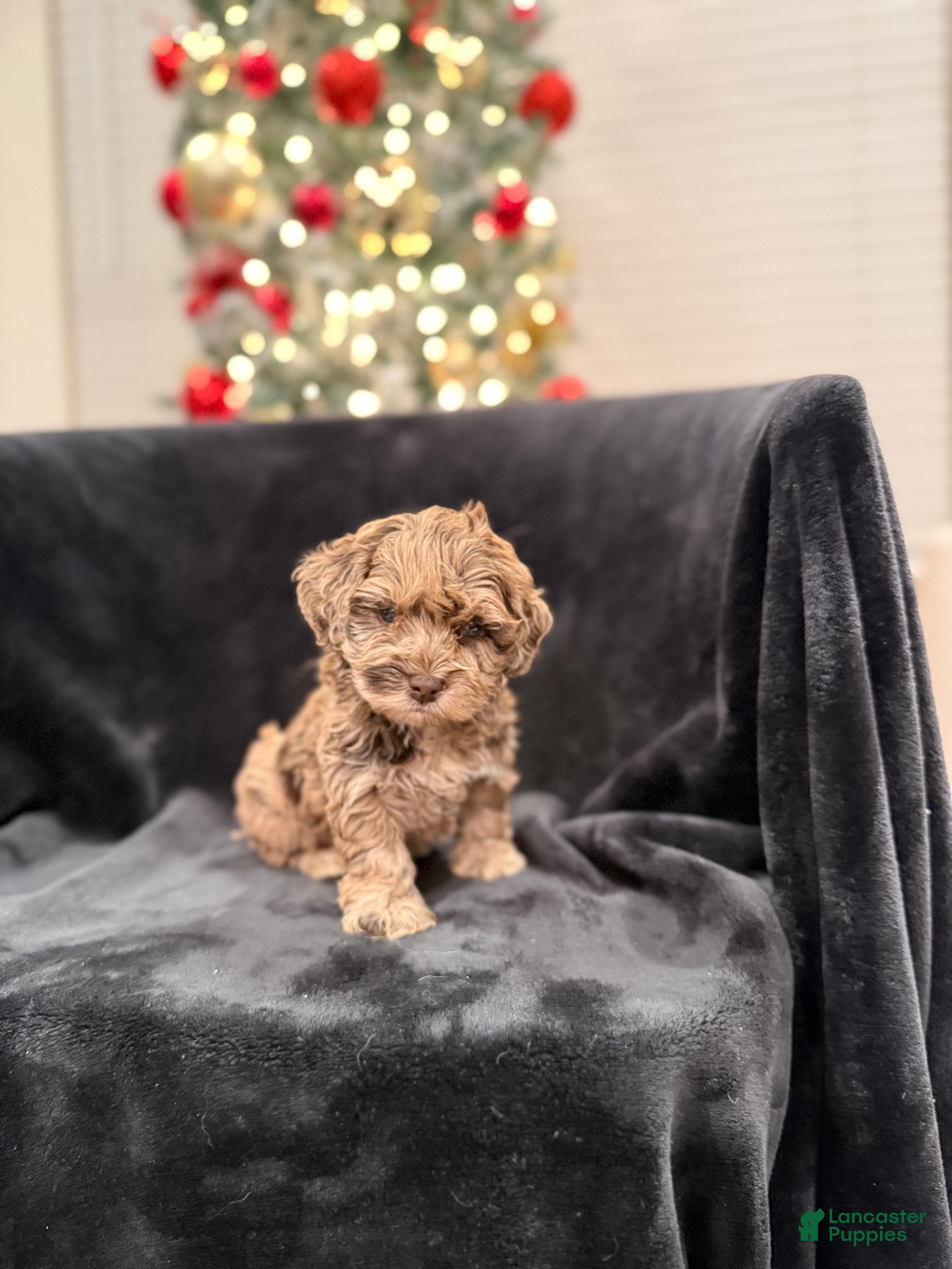 Schnoodle dogs Amanda TOY - Ad 4