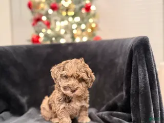 Schnoodle dogs Amanda TOY - Ad 9