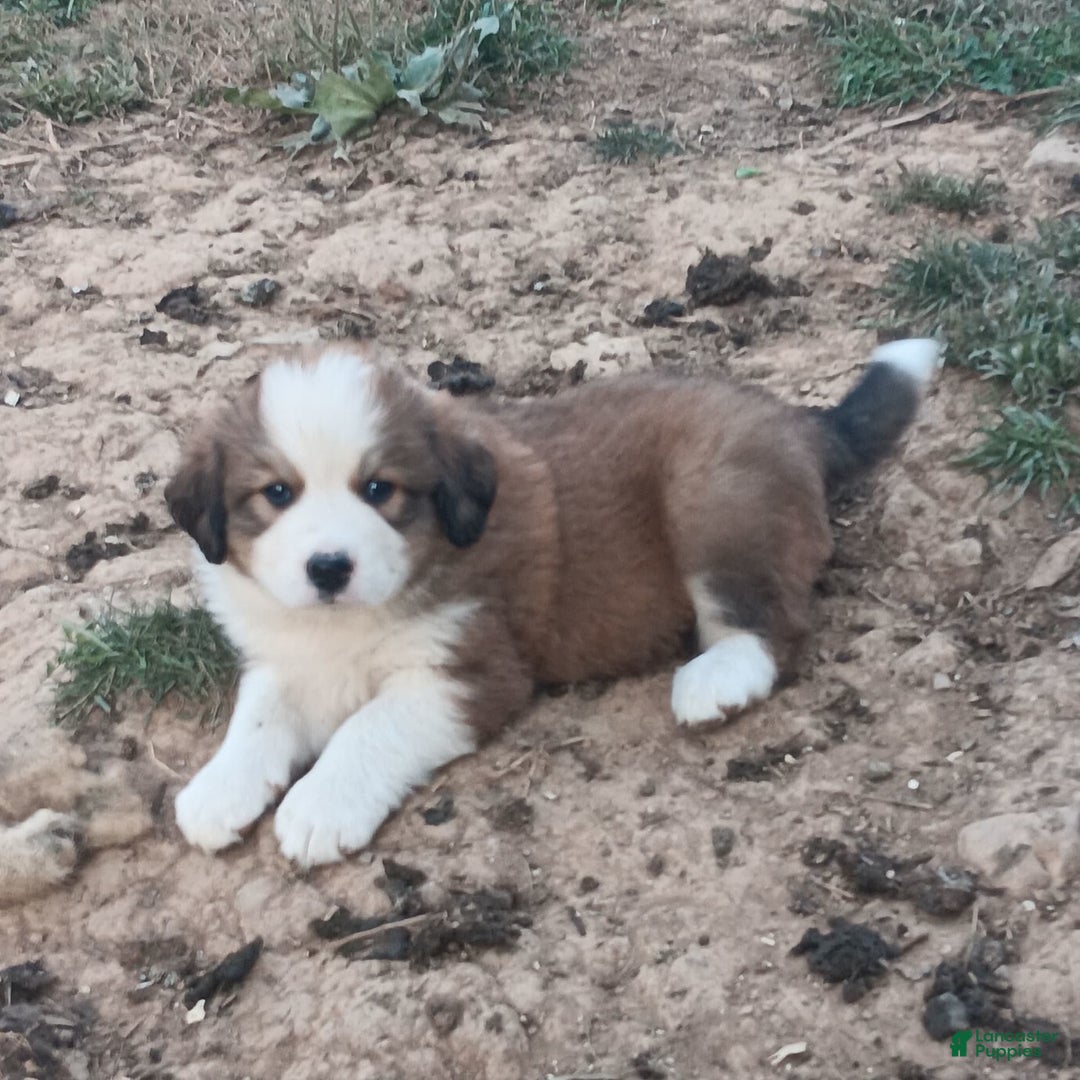 Gallery Image {{count}}