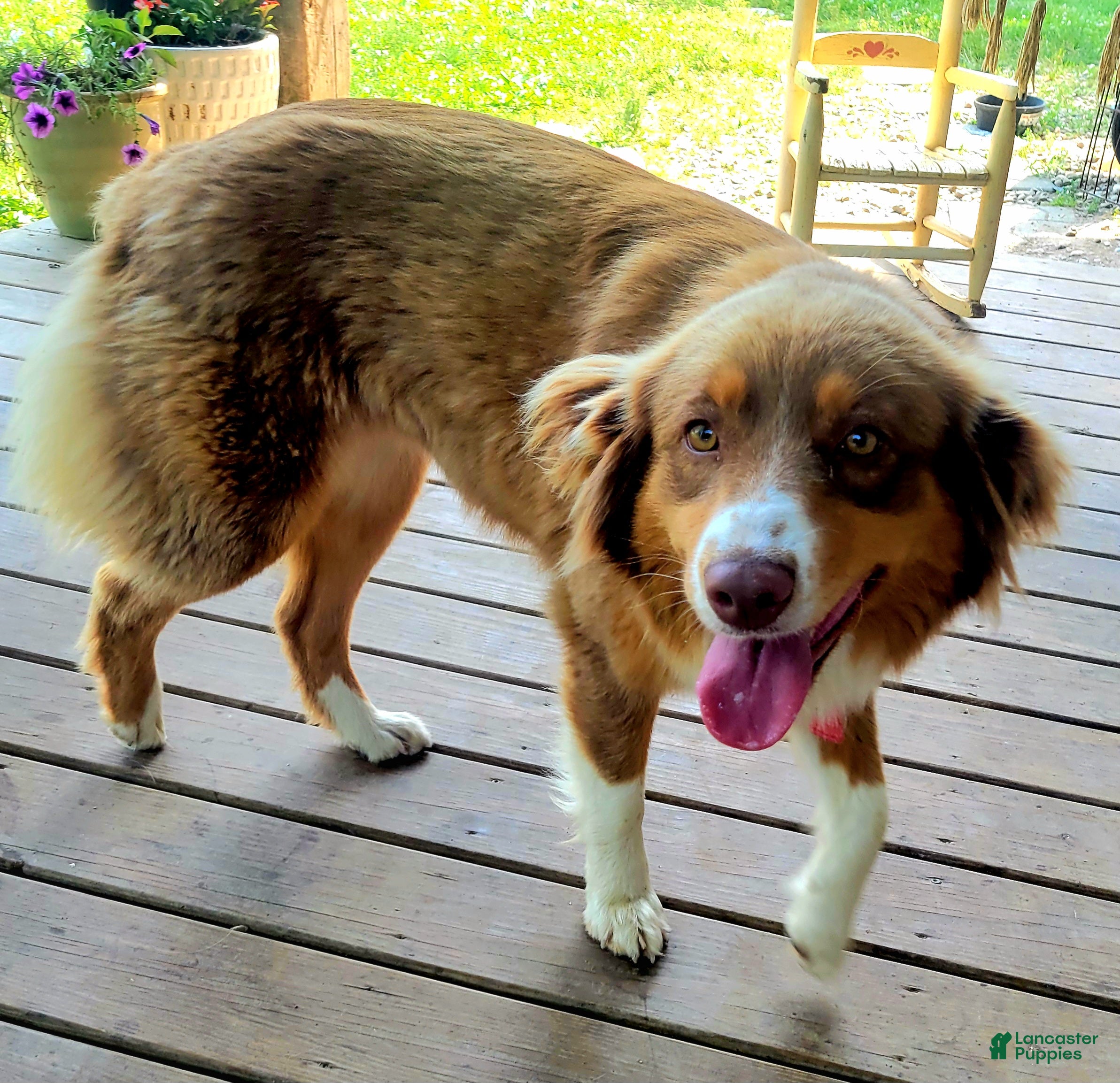 Australian Shepherd dogs Morgan  - Ad 8