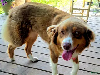 Australian Shepherd dogs Morgan - Ad 40