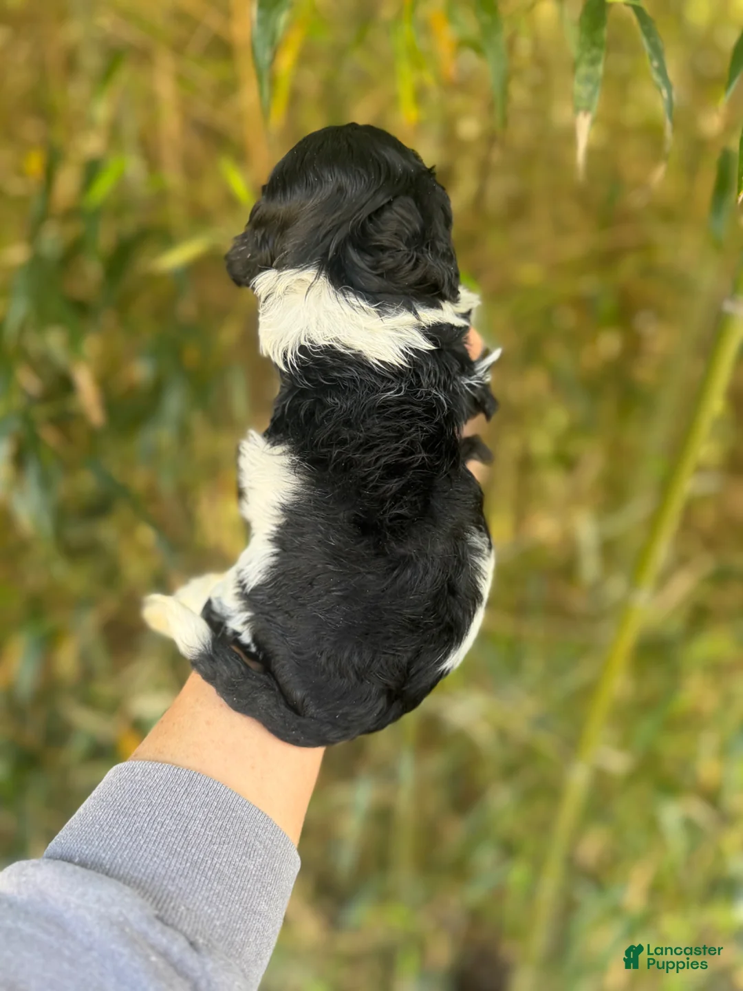 Cockapoo dogs for sale: Cockapoo Puppy 1 - Ad 2