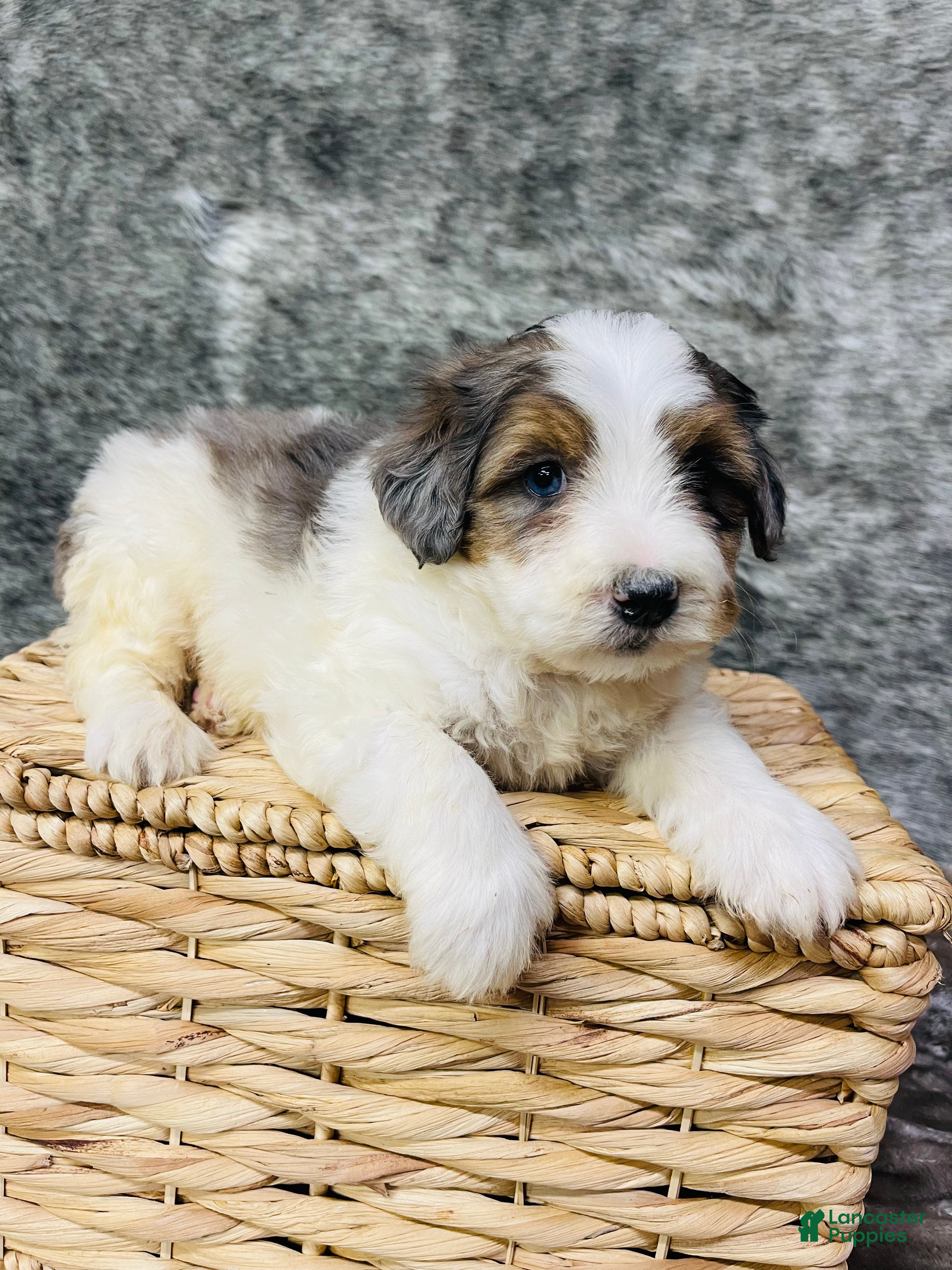 Mini Bernedoodle dogs Mini Bernedoodle Clover - Ad 12