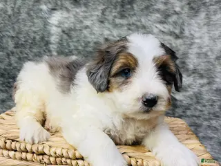 Mini Bernedoodle dogs Mini Bernedoodle Clover - Ad 12