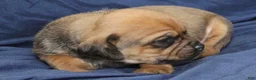 Puggle dogs for sale: Copper - Ad 3