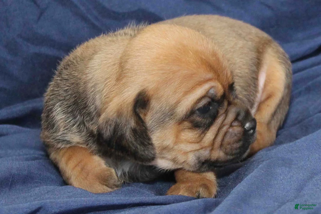 Puggle dogs for sale: Copper - Ad 3
