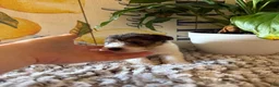 Wire Fox Terrier dogs for sale: Fru Fru  - Ad 26
