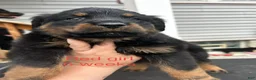 Rottweiler dogs for sale: Phoebe (Red)  - Ad 3