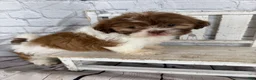 Shih Tzu dogs for sale: Chip - Ad 9