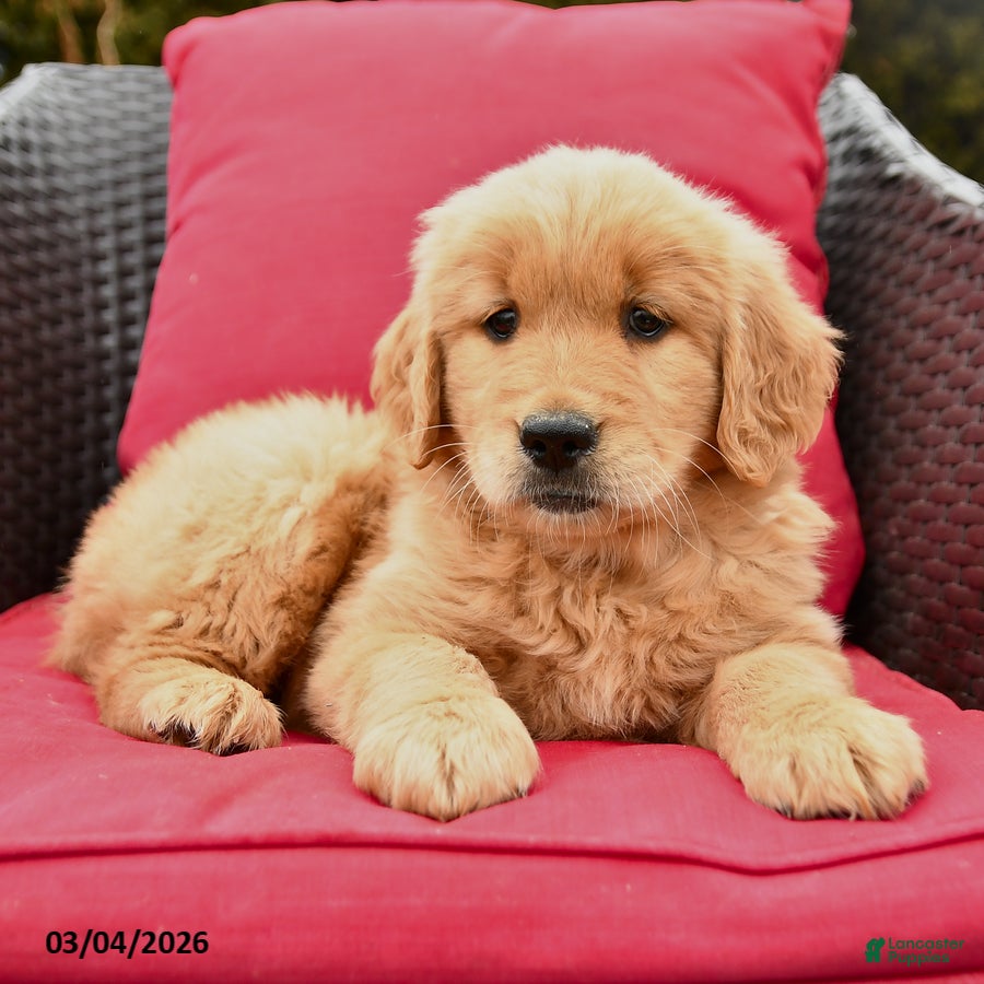 Golden Retriever dogs Hazel - Ad 2