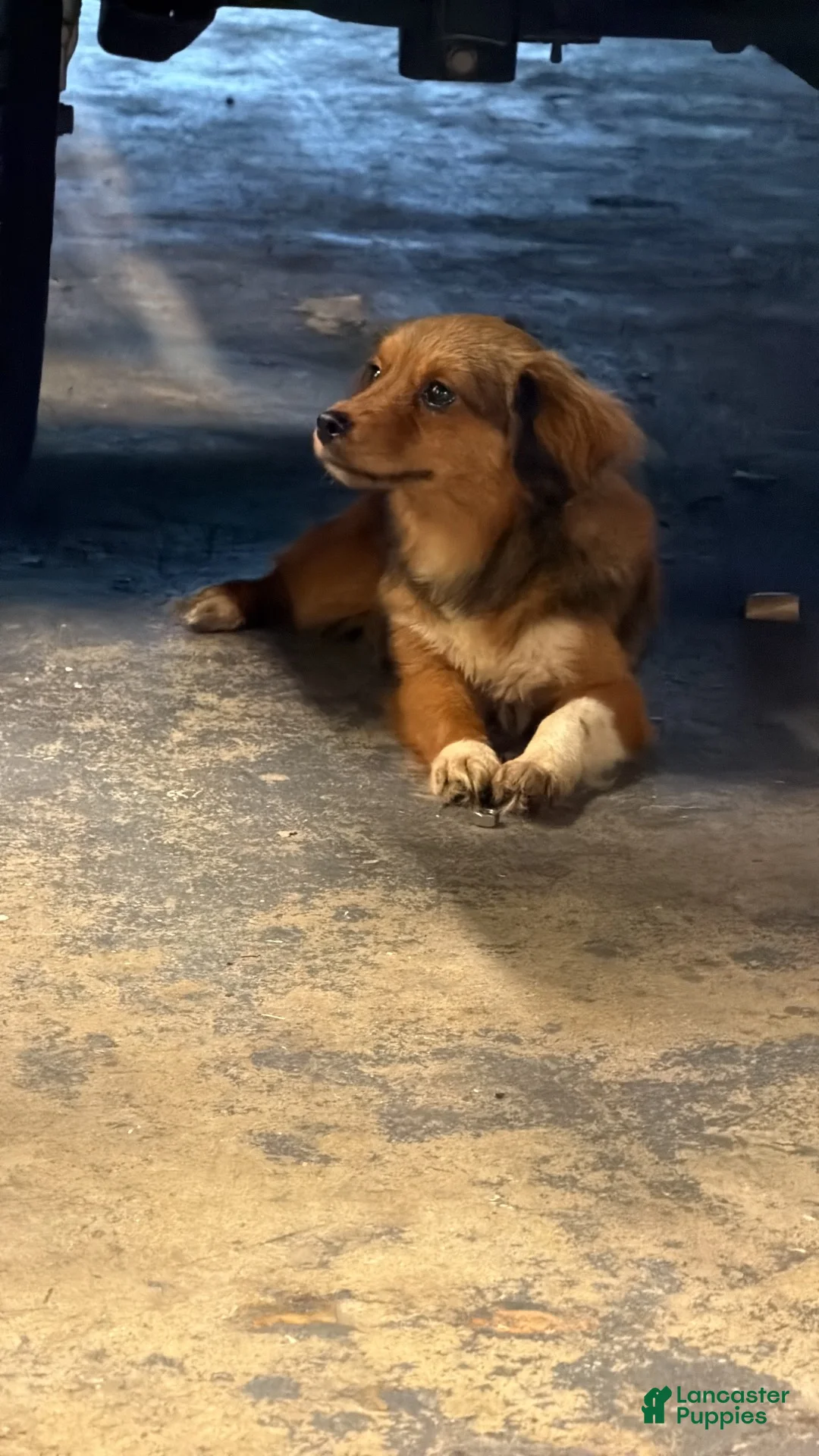 Mixed Breed dogs for sale: Mixed Breed 2 - Ad 1