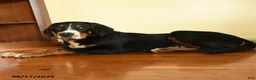Greater Swiss Mountain Dog dogs for sale: Keller - Ad 2