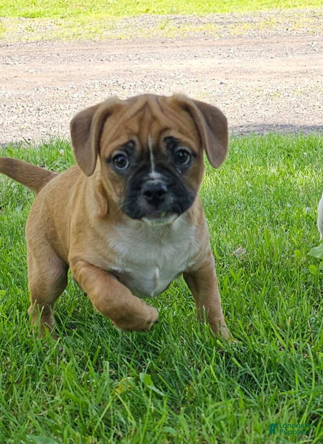 Mixed Breed dogs for sale: Punkin Pie - Ad 1