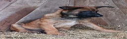 Belgian Malinois dogs for sale: George - Ad 3