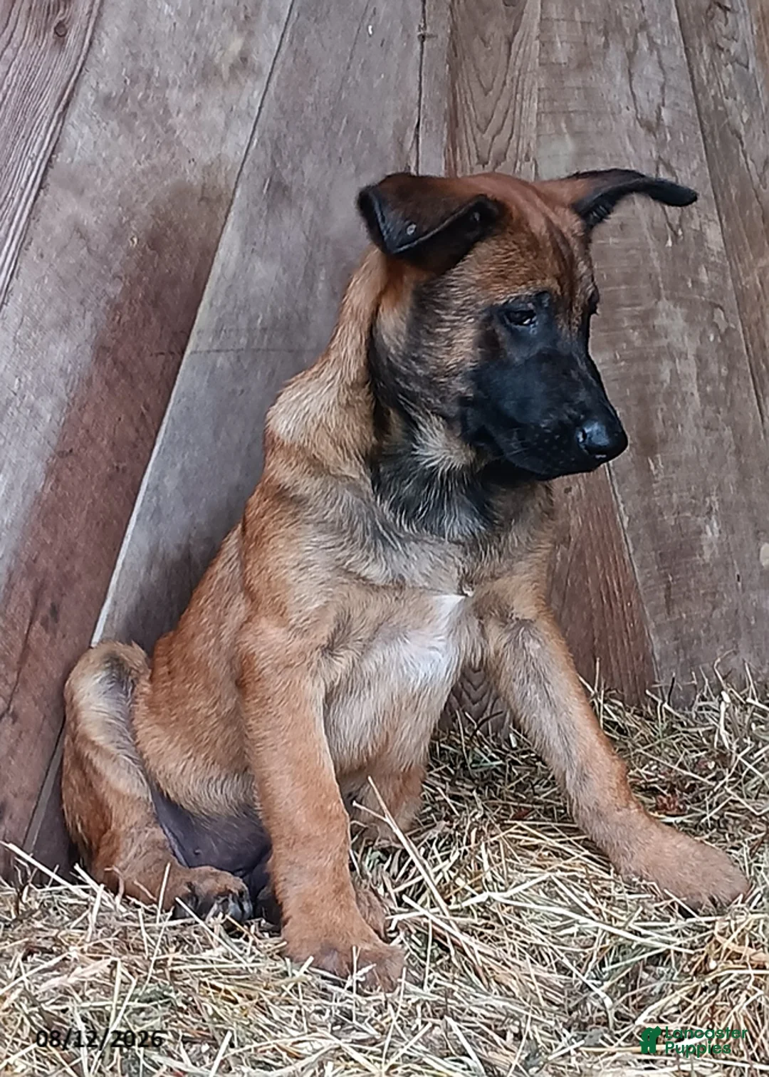 Belgian Malinois dogs for sale: George - Ad 3