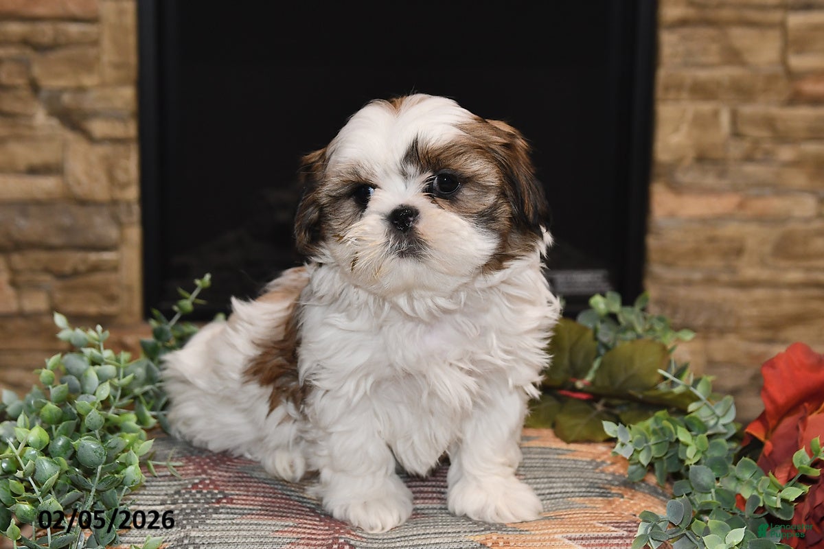 Shih Tzu dogs Tinker - Ad 41