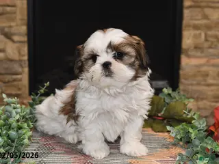 Shih Tzu dogs Tinker - Ad 41
