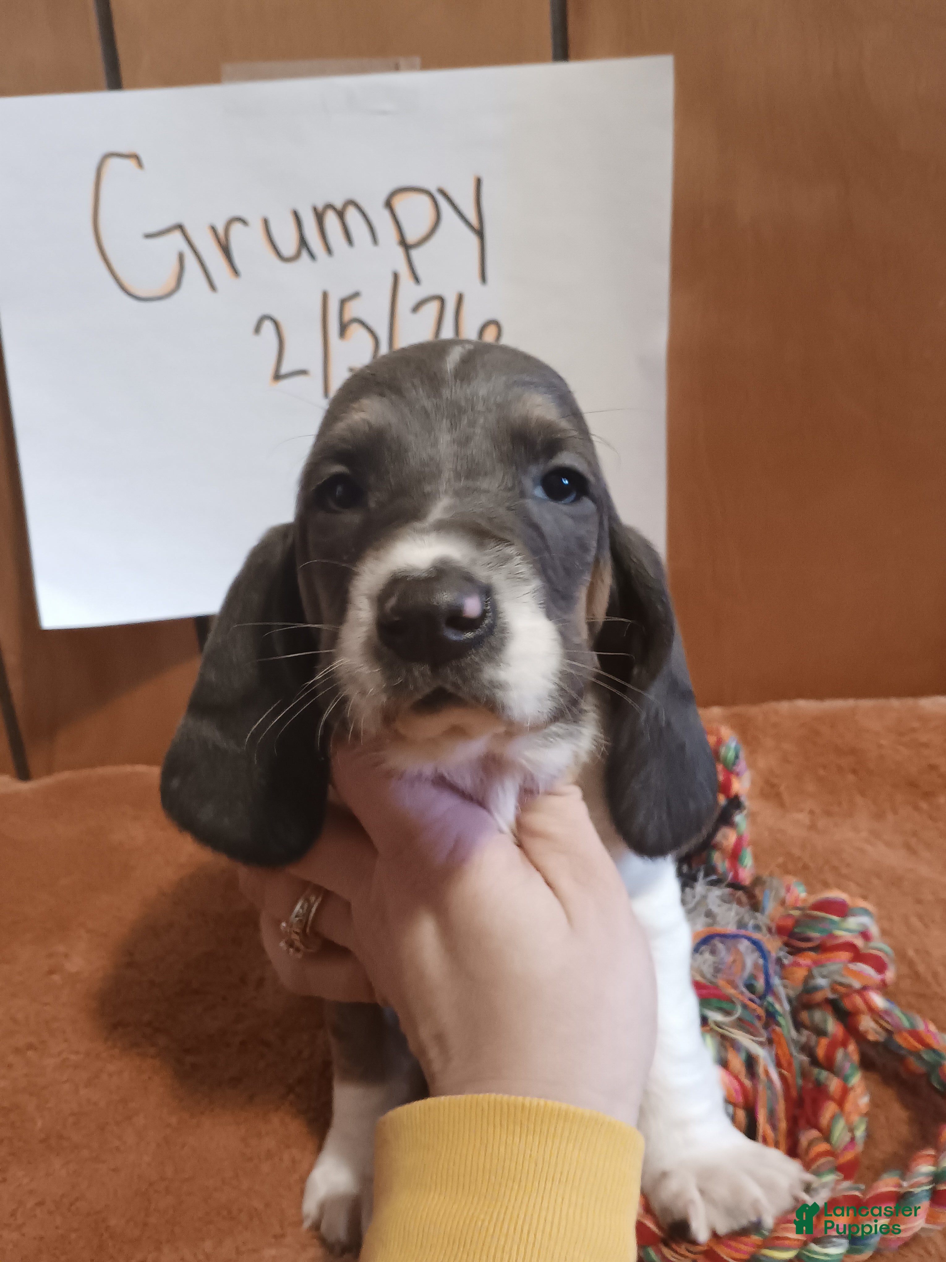 Basset Hound dogs Grumpy - Ad 32