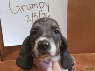 Basset Hound dogs Grumpy - Ad 32