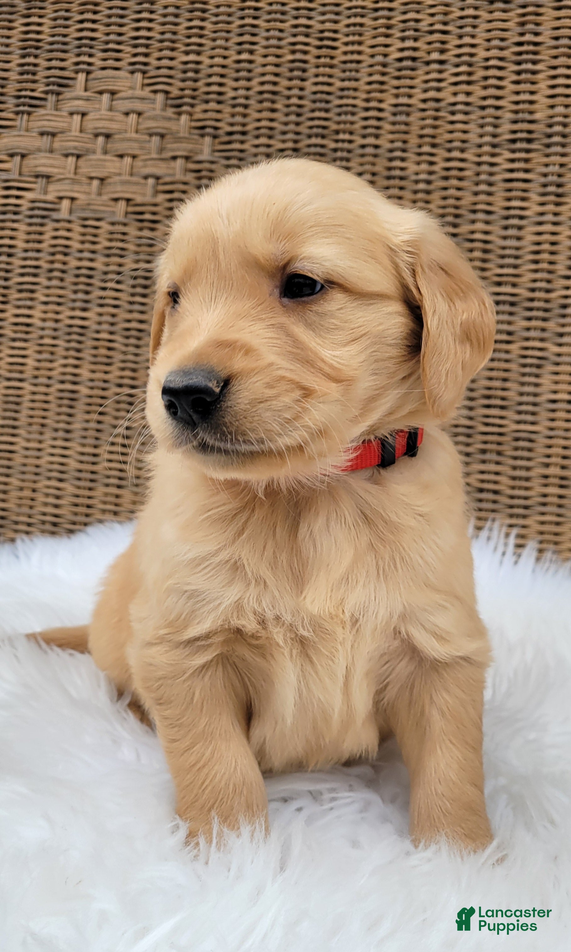 Golden Retriever dogs Blaze - Ad 2