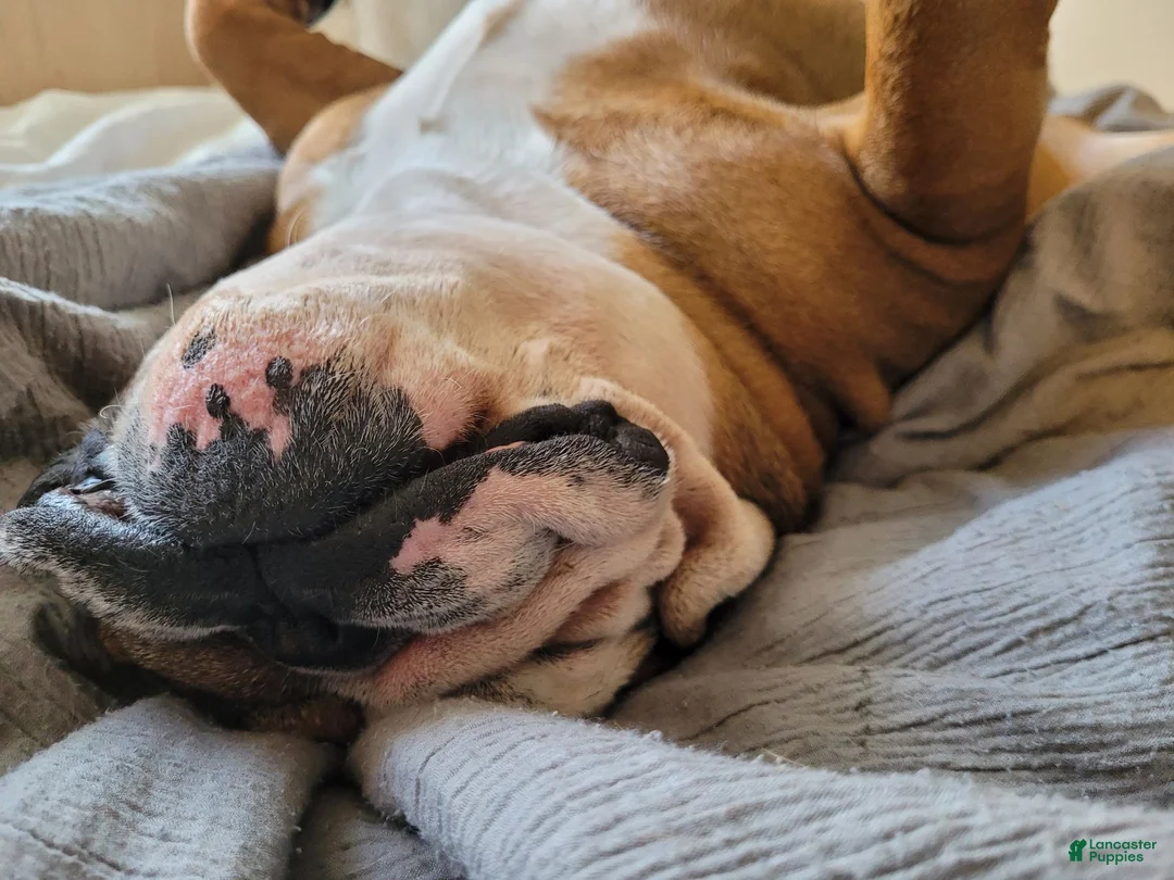 English Bulldog dogs for stud: Michelin - Ad 2