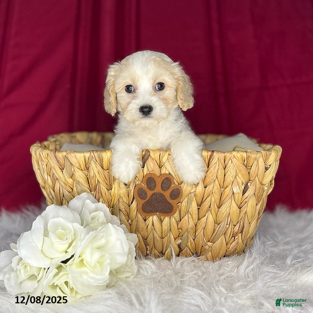 Cavachon dogs for sale: Dixan - Ad 2