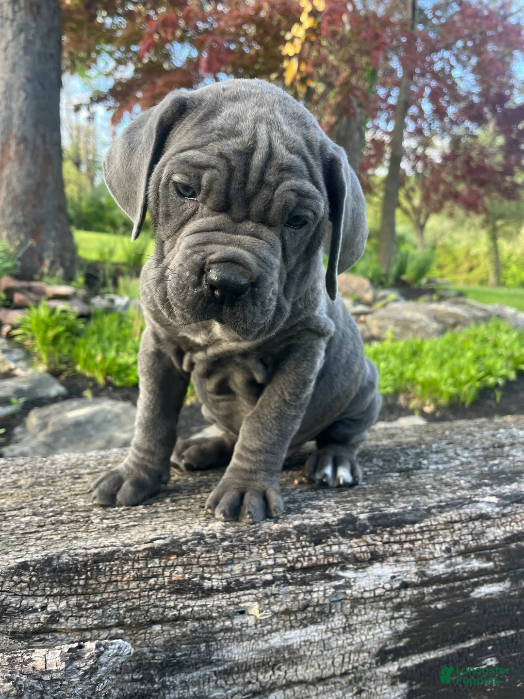 Cane Corso dogs for sale: Tanker - Ad 2