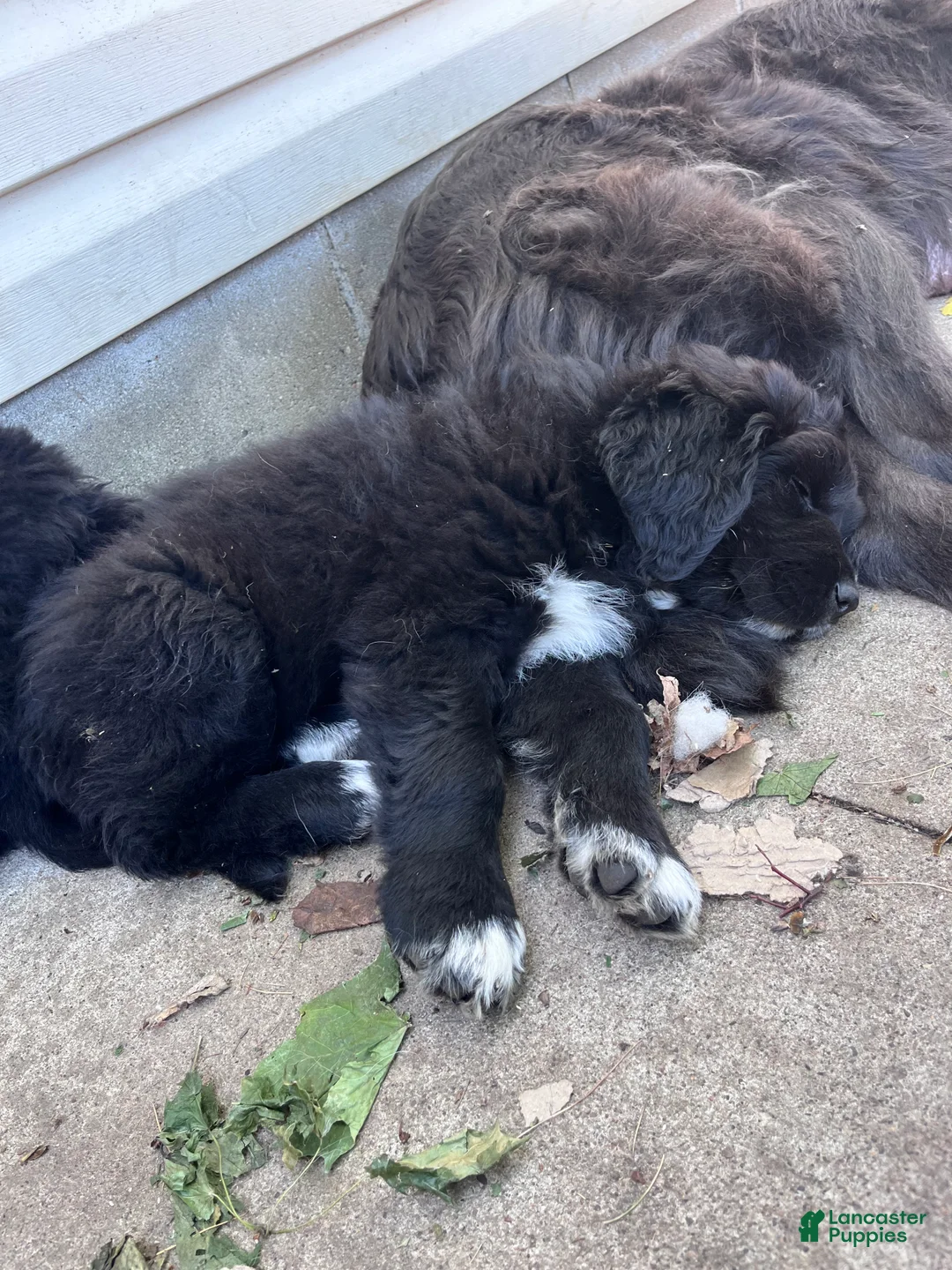 Mixed Breed dogs for sale: Mixed Breed Puppy 3 - Ad 2