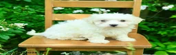 Maltipoo dogs for sale: Karal - Ad 3