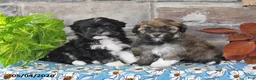 Havanese dogs for sale: Rover - Ad 3