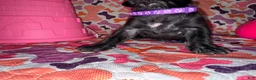 Cane Corso dogs for sale: Purple Collar Female - Ad 4