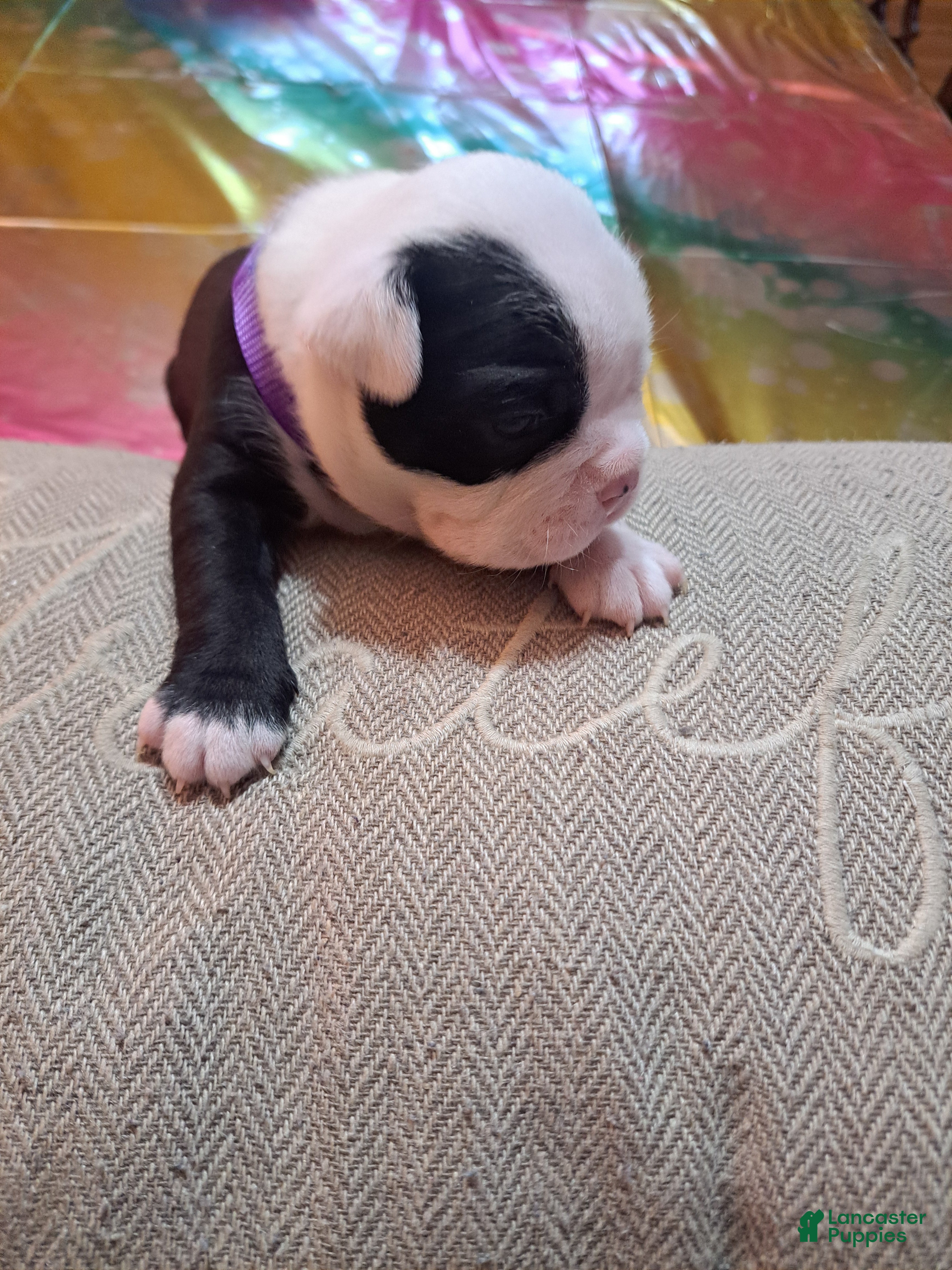 Boston Terrier dogs Boston Terrier Puppy 2 - Ad 6