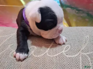 Boston Terrier dogs Boston Terrier Puppy 2 - Ad 34